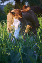 Beautiful red-haired little foal grazing on the grass on meadow. Young animal  in the nature  posing for camera.