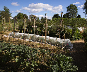 Fototapeta premium Fall garden in Washington Virginia.