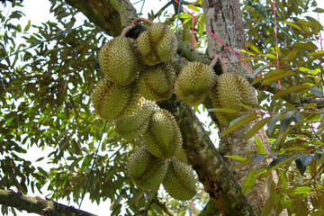 durian fruit on tree