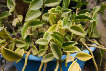 Little Plant with Green Leaf