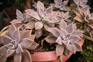 Echeveria Sunburst Pink Plant