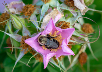 A bumblebee busily pollinates a pink and yellow flower.