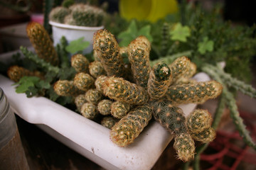 Little Yellow Cactus