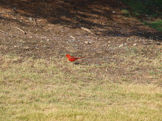 A Red Bird or Cardinal, searches for food. Grass seed was scattered by the landscape crew recently.