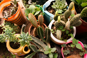 Cactus Garden