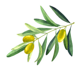 Olive branch. Watercolor illustration