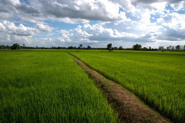 Green Rice Field with Mountains Background under Blue Sky, Chiang Mai, Thailand