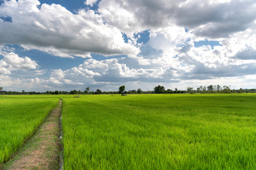 Green Rice Field with Mountains Background under Blue Sky, Chiang Mai, Thailand