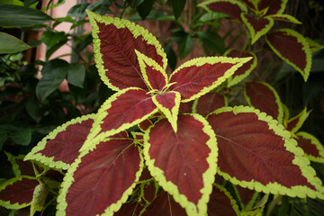 Red and Green Leaf