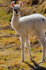 Fototapeta premium リャマ