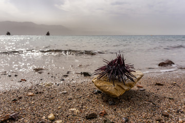 Fototapeta na wymiar Spiny sea urchins on the rock at the red sea shore.