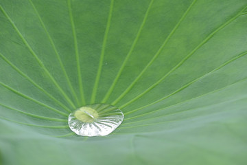ハスの葉と水滴