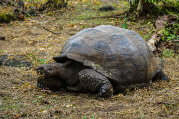 Huge land turtle in Galapagos