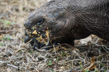 Huge eating turtle in Galapagos