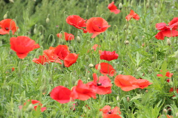 Field Of The Poppies, U of A Botanic Gardens, Devon, Alberta