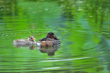 お母さんの後をついて回るカイツブリの幼鳥