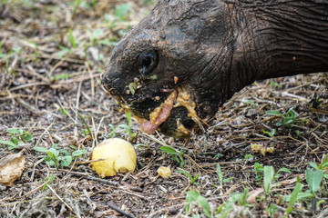 Huge eating turtle in Galapagos