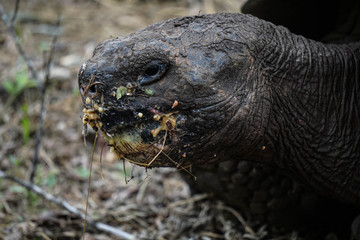 Fototapeta premium Huge eating turtle in Galapagos