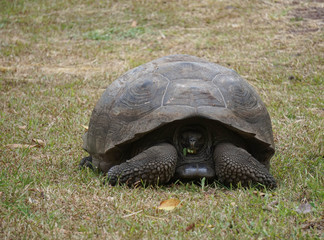 Huge land turtle in Galapagos