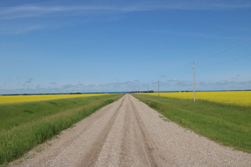 Fototapeta na wymiar country dirt road between two canola fields