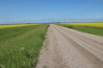 country road between two canola fields