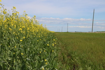Canola field in the country