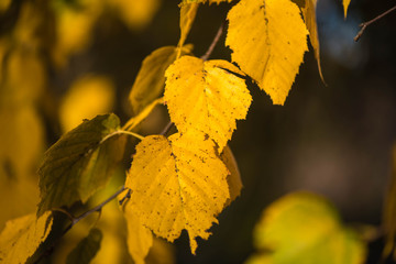 Birch Fall Yellow Leaves