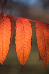 Red Leaves