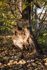 Dead Stump