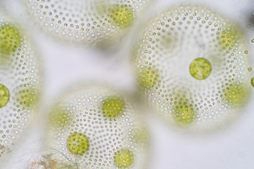 Volvox is a polyphyletic genus of chlorophyte green algae or phytoplankton.