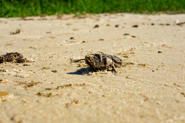 Dead fish h from contaminated water, pollution and ecological disaster