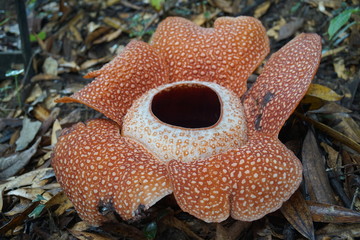 giant rafflesia against the background of a tropical rainy forest