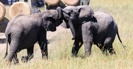 Lions Elephants Cheetah Elephant Eland Sergeneti Zebra Giraffe NgoroNgoro Ndutu Wildebeast Migration