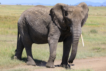 Fototapeta premium Lions Elephants Cheetah Elephant Eland Sergeneti Zebra Giraffe NgoroNgoro Ndutu Wildebeast Migration