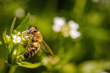 Bee on a white flower collecting pollen and gathering nectar to produce honey in the hive