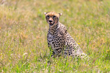 Lions Elephants Cheetah Elephant Eland Sergeneti Zebra Giraffe NgoroNgoro Ndutu Wildebeast Migration