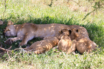 Lions Elephants Cheetah Elephant Eland Sergeneti Zebra Giraffe NgoroNgoro Ndutu Wildebeast Migration