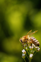 Bee on a white flower collecting pollen and gathering nectar to produce honey in the hive