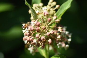 Milkweed Ready to Bloom