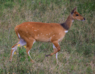 Lions Elephants Cheetah Elephant Eland Sergeneti Zebra Giraffe NgoroNgoro Ndutu Wildebeast Migration