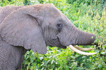 Lions Elephants Cheetah Elephant Eland Sergeneti Zebra Giraffe NgoroNgoro Ndutu Wildebeast Migration