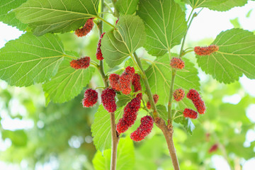 Fresh red mulberry fruits on tree branch