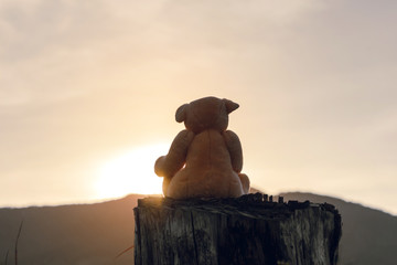 Eddy Bear toy sitting on tree stump at sunset time