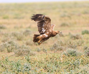 Lions Elephants Cheetah Elephant Eland Sergeneti Zebra Giraffe NgoroNgoro Ndutu Wildebeast Migration