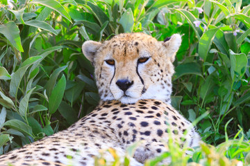 Lions Elephants Cheetah Elephant Eland Sergeneti Zebra Giraffe NgoroNgoro Ndutu Wildebeast Migration