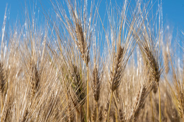 Fototapeta premium wheat grain in field