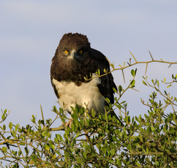 Lions Elephants Cheetah Elephant Eland Sergeneti Zebra Giraffe NgoroNgoro Ndutu Wildebeast Migration