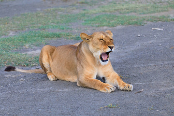 Lions Elephants Cheetah Elephant Eland Sergeneti Zebra Giraffe NgoroNgoro Ndutu Wildebeast Migration