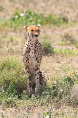 Lions Elephants Cheetah Elephant Eland Sergeneti Zebra Giraffe NgoroNgoro Ndutu Wildebeast Migration