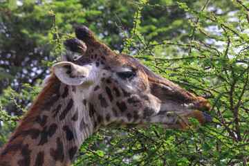 Lions Elephants Cheetah Elephant Eland Sergeneti Zebra Giraffe NgoroNgoro Ndutu Wildebeast Migration